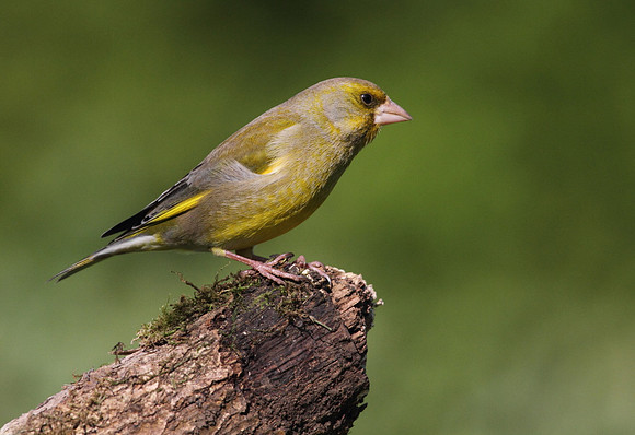 Male Greenfinch