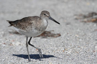 Willet