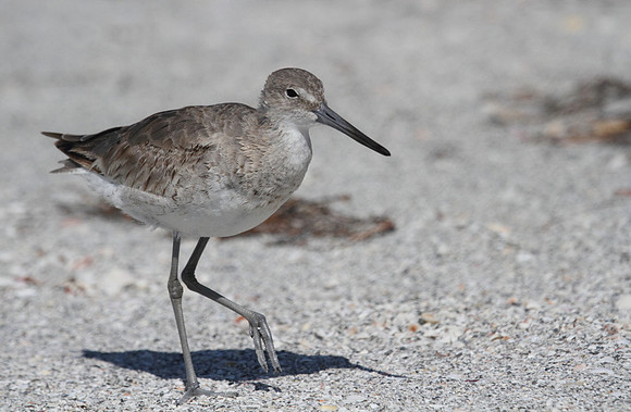Willet