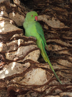 Ring Necked Parakeet