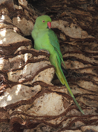 Ring Necked Parakeet