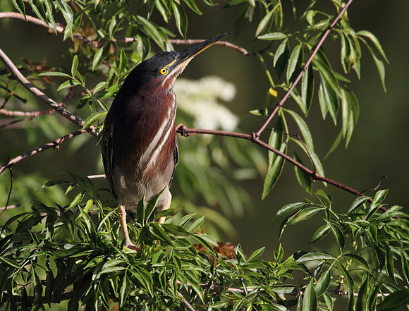 Green Heron 2
