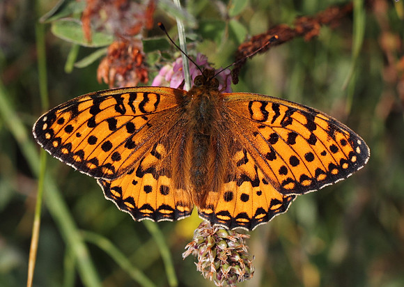 Dark Green Fritillary