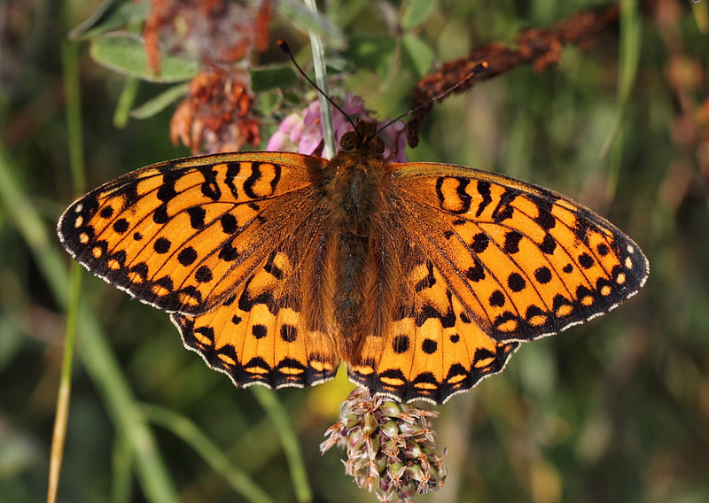 Dark Green Fritillary