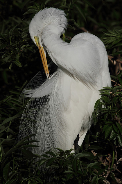 Great Egret preening