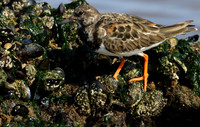 Turnstone