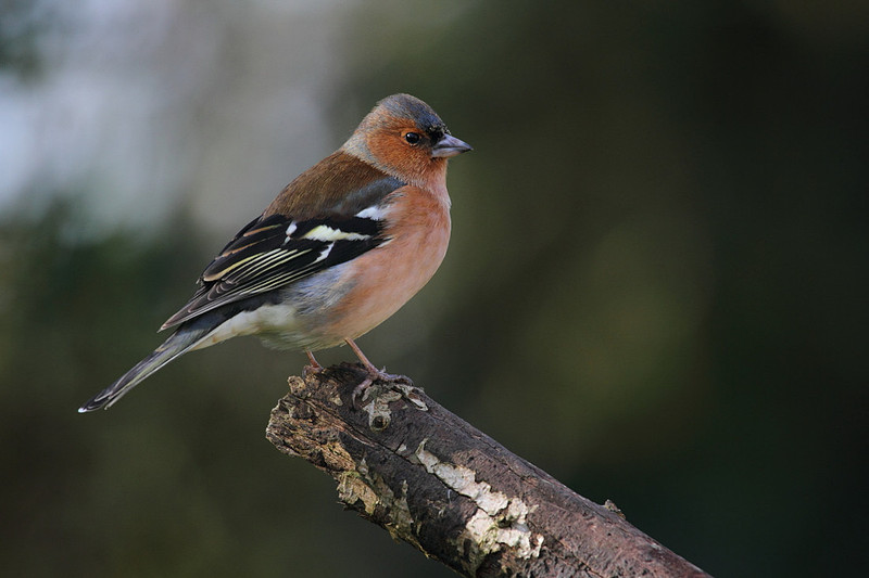 Male Chaffinch