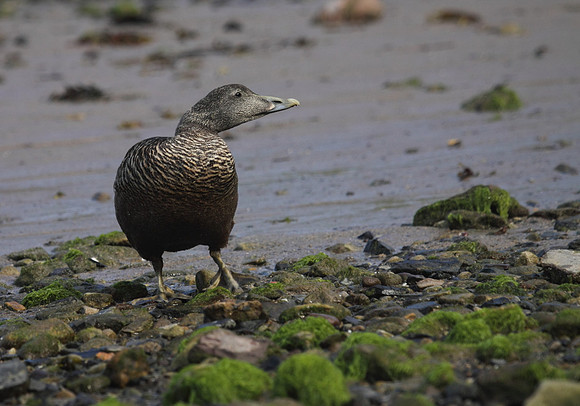Female Eider