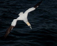 Gannet dive
