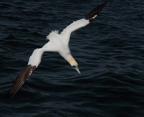 Gannet dive