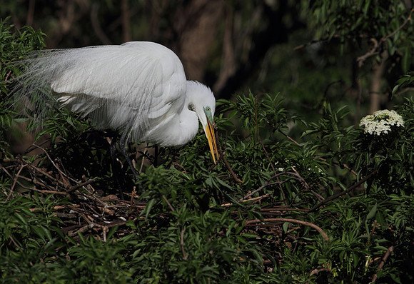 Great Egret