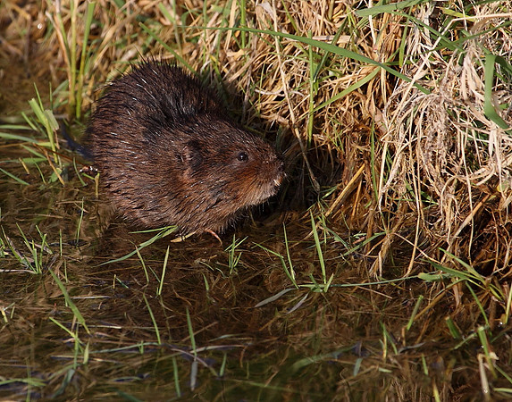Water Vole