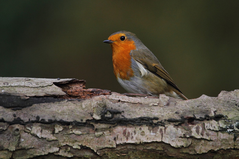 Robin
