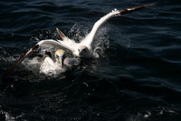 Gannet dive