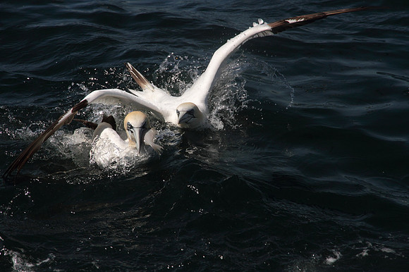 Gannet dive