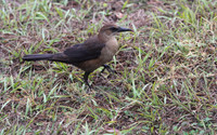 Common Grackle