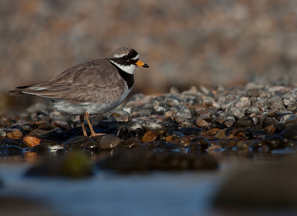 Ringed Plover