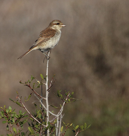 Shrike