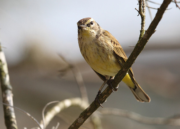 Palm Warbler