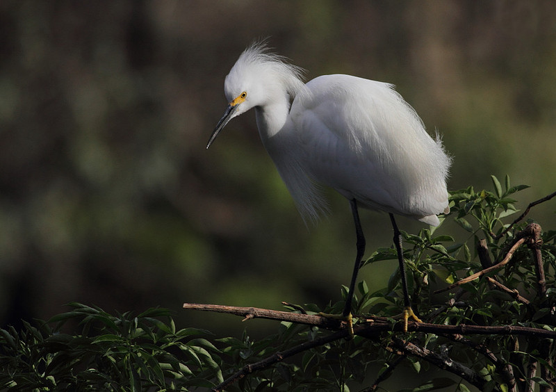 Snowy Egret