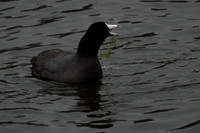 American Coot