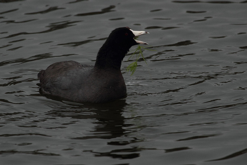 American Coot