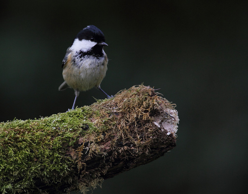 Coal Tit