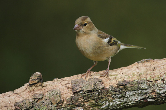 Female Chaffinch