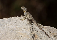 Agama Lizard