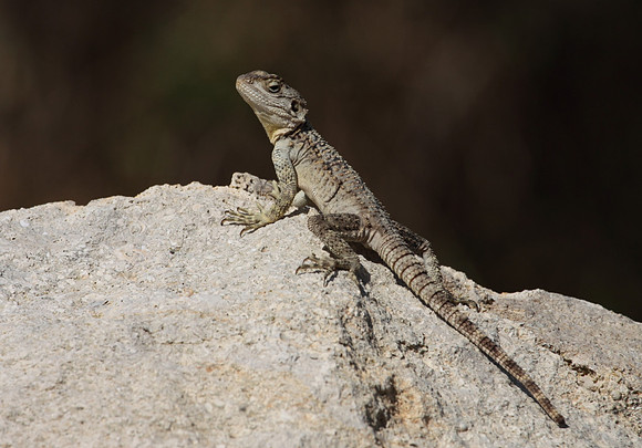 Agama Lizard