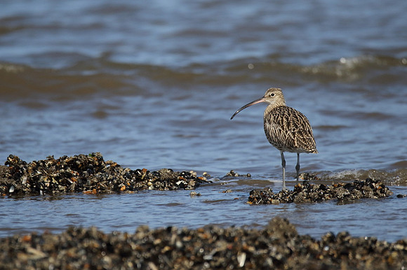 Curlew