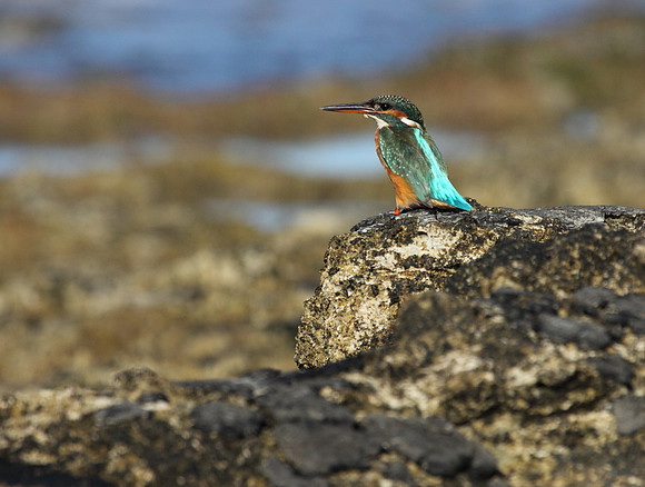 Female Kingfisher