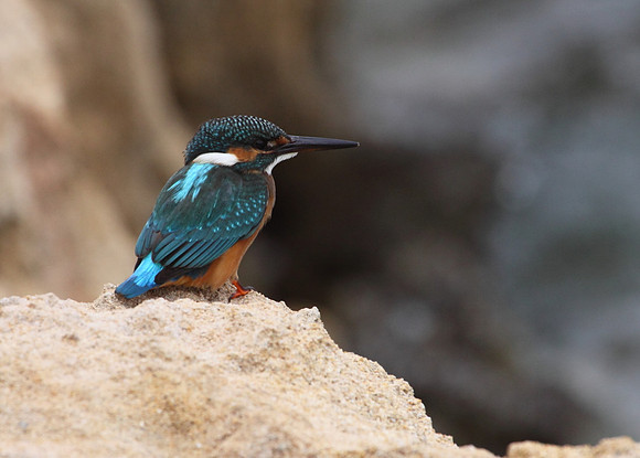 Female Kingfisher