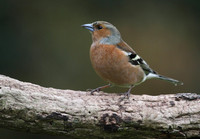 Male Chaffinch