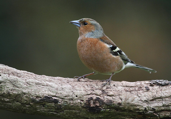 Male Chaffinch