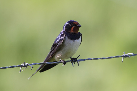 Swallow