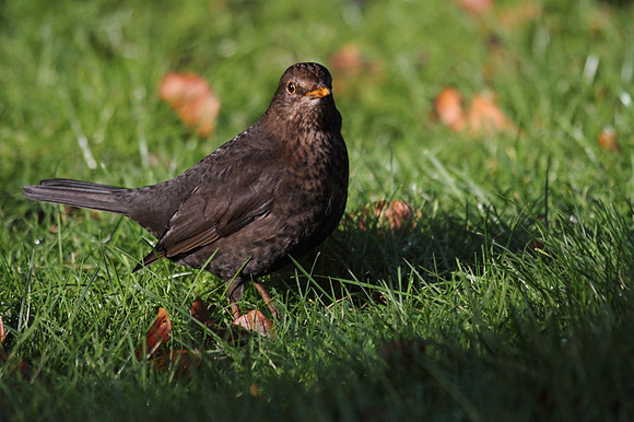Female Blackbird