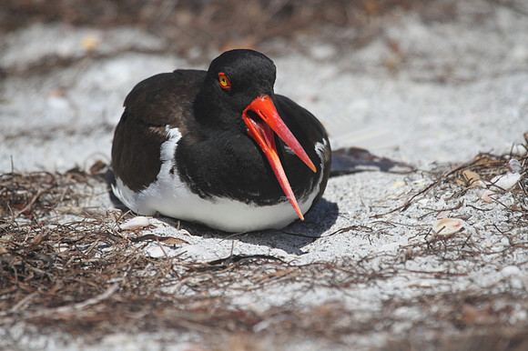 American Oystercatcher