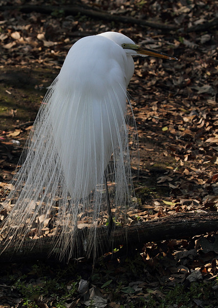 Great Egret