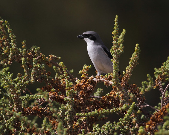 Southern Grey Shrike