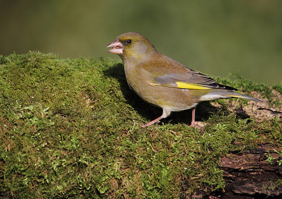 Male Greenfinch