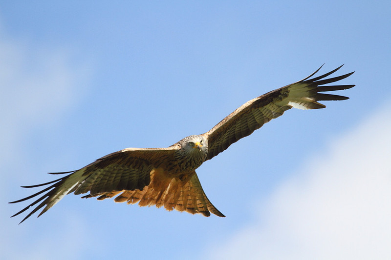 Red Kite