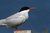 Arctic Tern