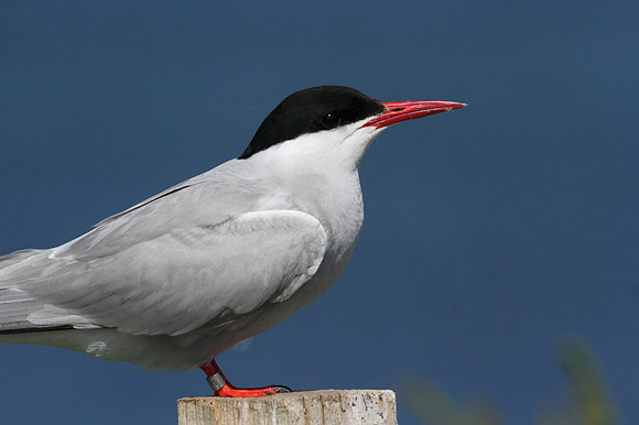 Arctic Tern