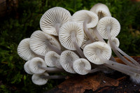 Mycena Fungi