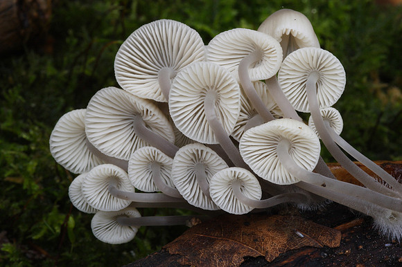Mycena Fungi