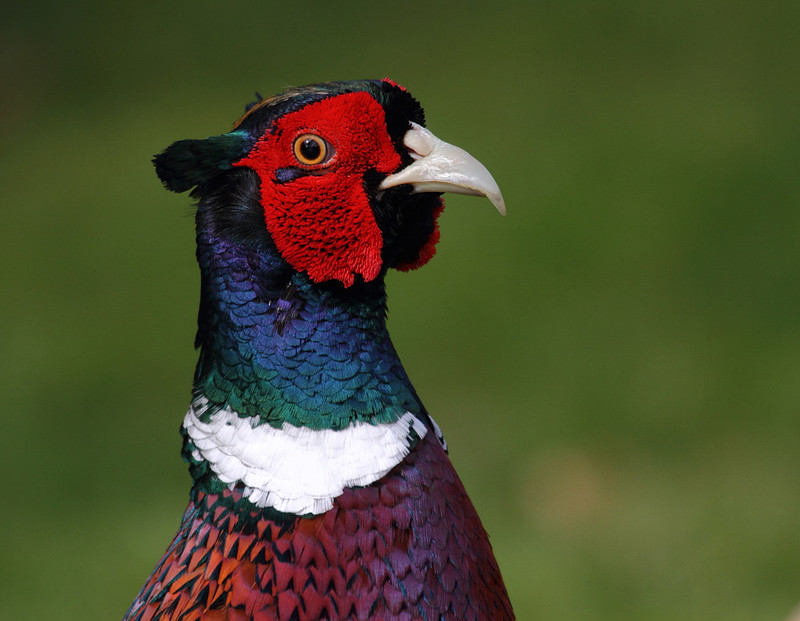 Pheasant