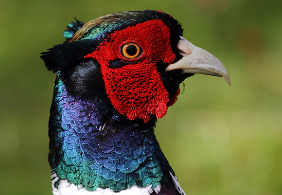Pheasant