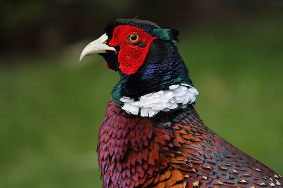 Pheasant