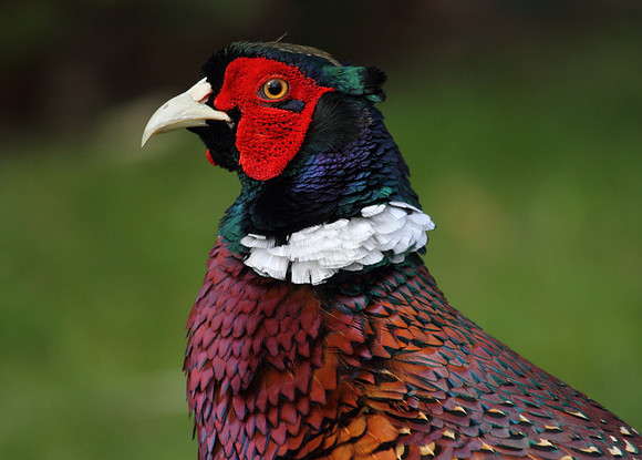 Pheasant